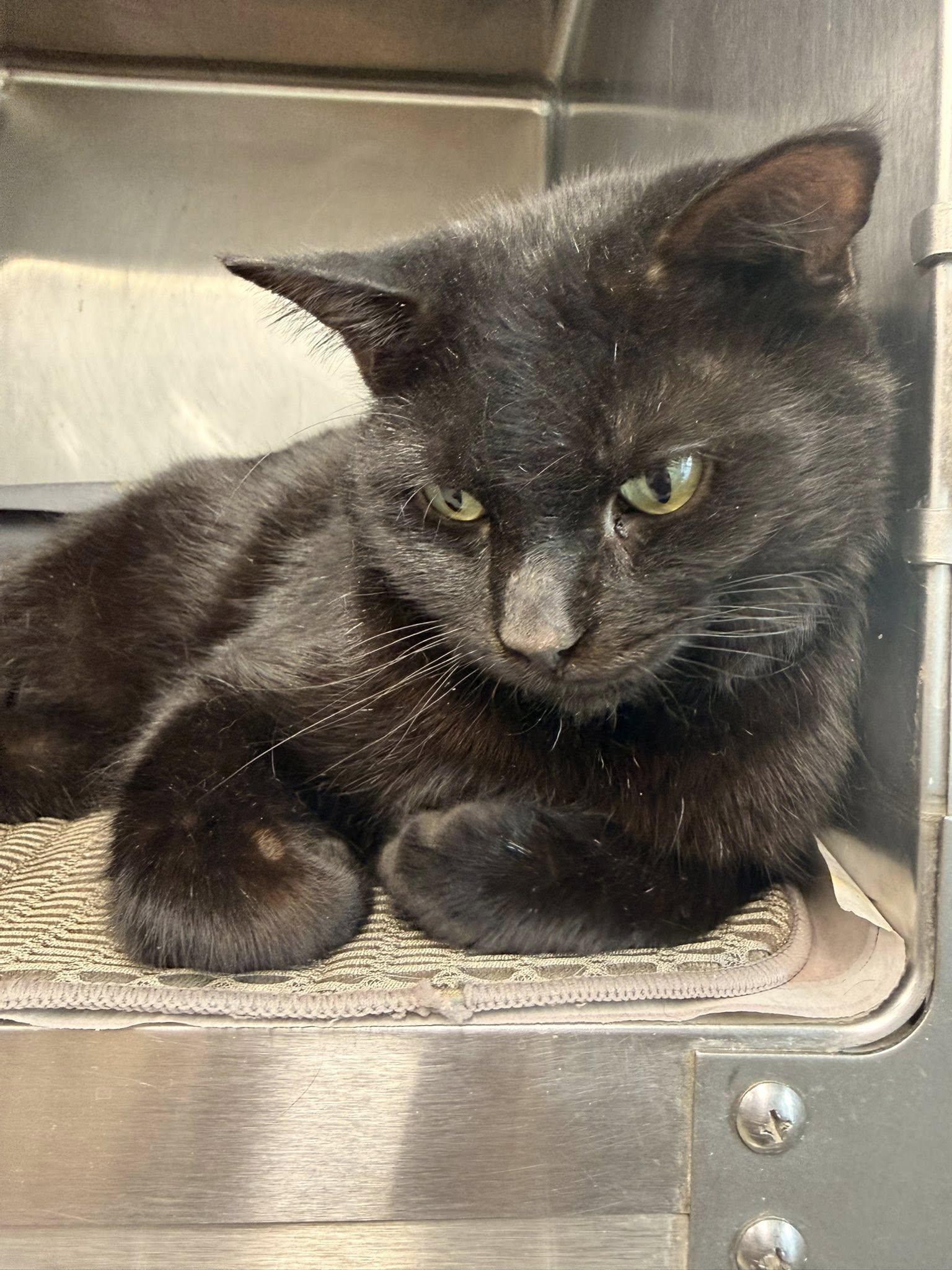 Enlarge Sam CCAS, an adopted Domestic Short Hair in Clarksville, TN image 3/3