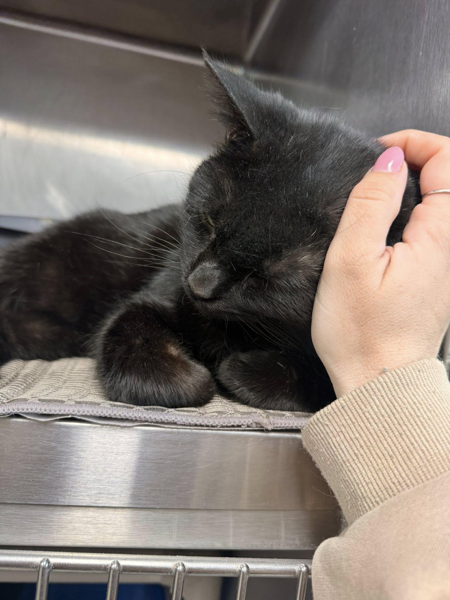 Enlarge Sam CCAS, an adopted Domestic Short Hair in Clarksville, TN image 2/3