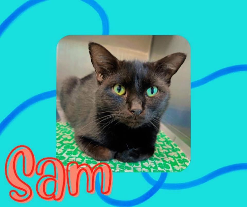 Sam CCAS, adopted, Young Male Domestic Short Hair.