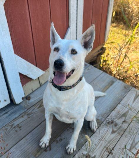 Olive, a Adoptable Australian Cattle Dog / Blue Heeler in Mocksville, NC image 1/6