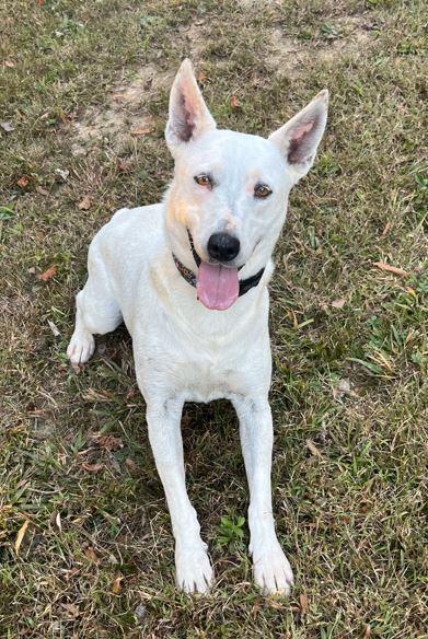 Olive, a Adoptable Australian Cattle Dog / Blue Heeler in Mocksville, NC image 3/6