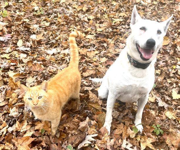 Olive, a Adoptable Australian Cattle Dog / Blue Heeler in Mocksville, NC image 4/6