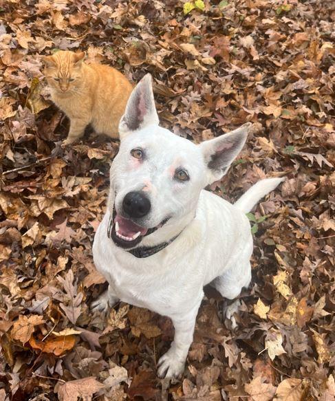 Olive, a Adoptable Australian Cattle Dog / Blue Heeler in Mocksville, NC image 5/6
