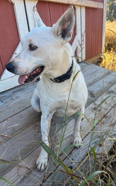 Olive, a Adoptable Australian Cattle Dog / Blue Heeler in Mocksville, NC image 6/6