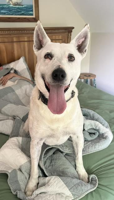Olive, a Adoptable Australian Cattle Dog / Blue Heeler in Mocksville, NC image 5/5
