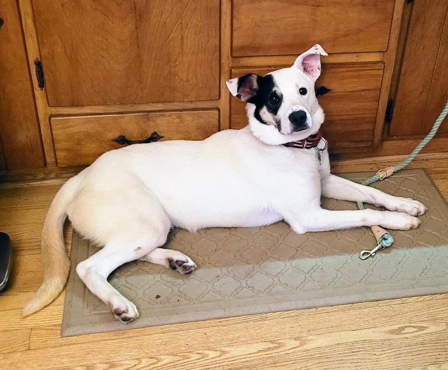 Enlarge Atlas, a ADOPTABLE mixed breed in Wadsworth, OH image 2/4