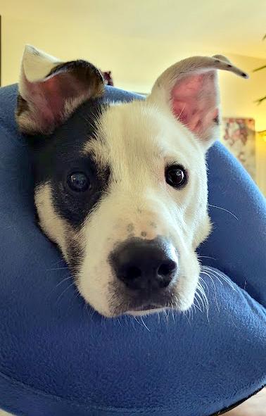 Enlarge Atlas, a ADOPTABLE mixed breed in Wadsworth, OH image 4/4