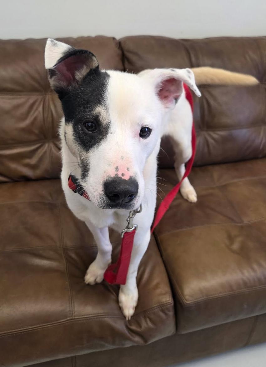 Enlarge Atlas, a ADOPTABLE mixed breed in Wadsworth, OH image 3/4