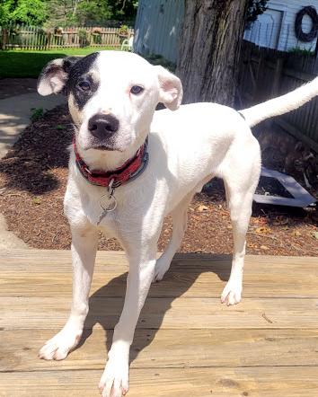 Atlas, ADOPTABLE, Adult Male Labrador Retriever.