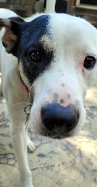 Atlas, a ADOPTABLE mixed breed in Wadsworth, OH image 6/6