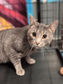 Cicero, Young Male Domestic Short Hair