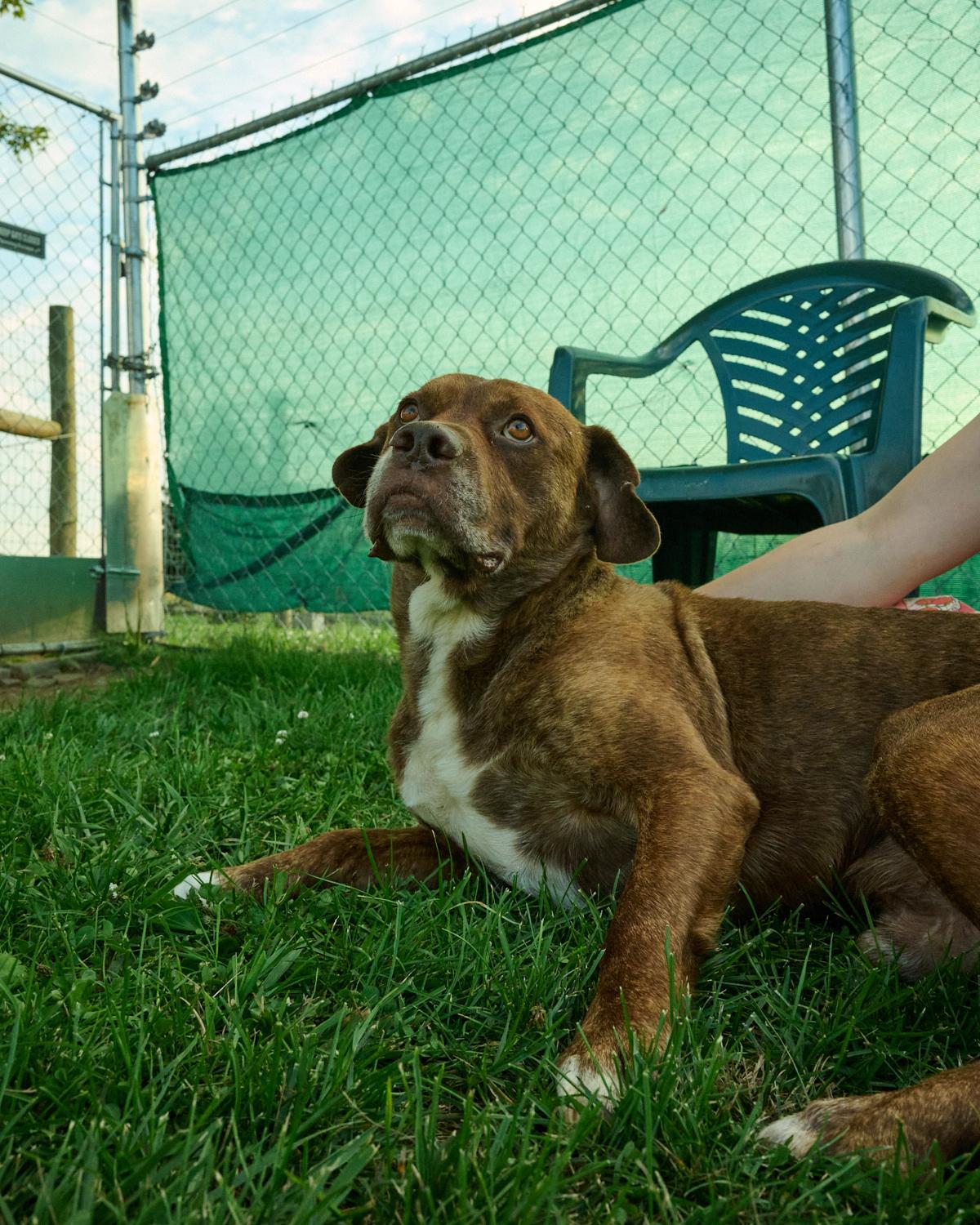 Jack, a ADOPTABLE mixed breed in Floyd, VA image 2/5
