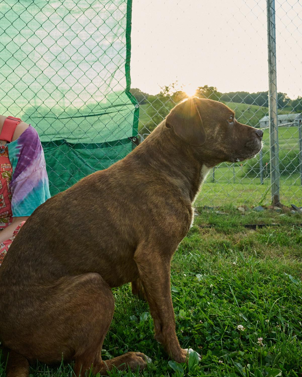 Jack, a ADOPTABLE mixed breed in Floyd, VA image 3/5