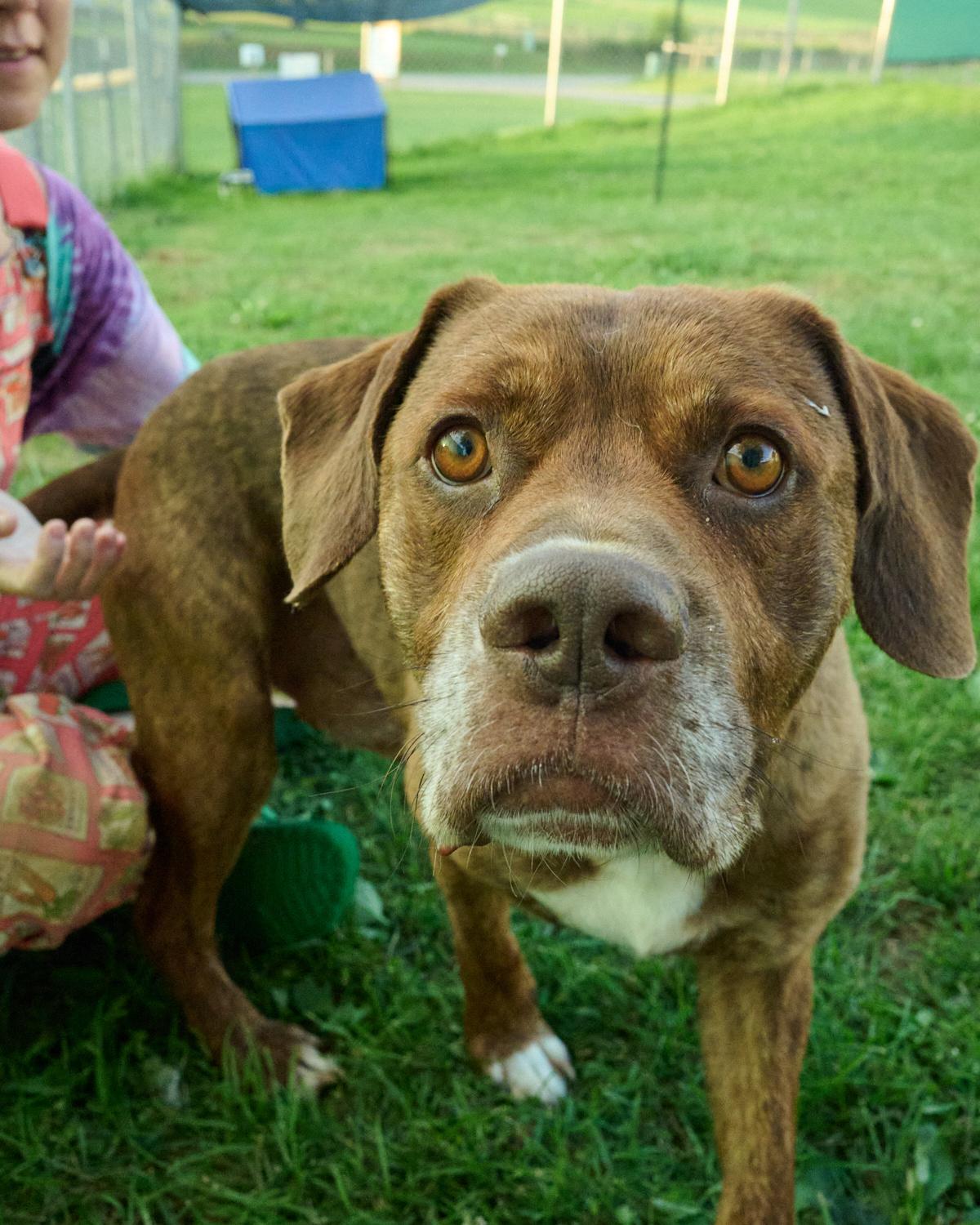 Jack, ADOPTABLE, Adult Male Terrier.