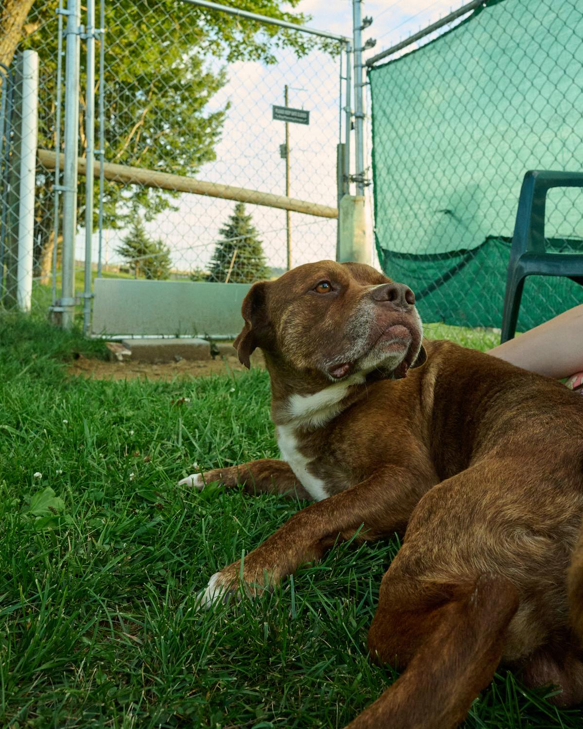 Jack, a ADOPTABLE mixed breed in Floyd, VA image 4/5