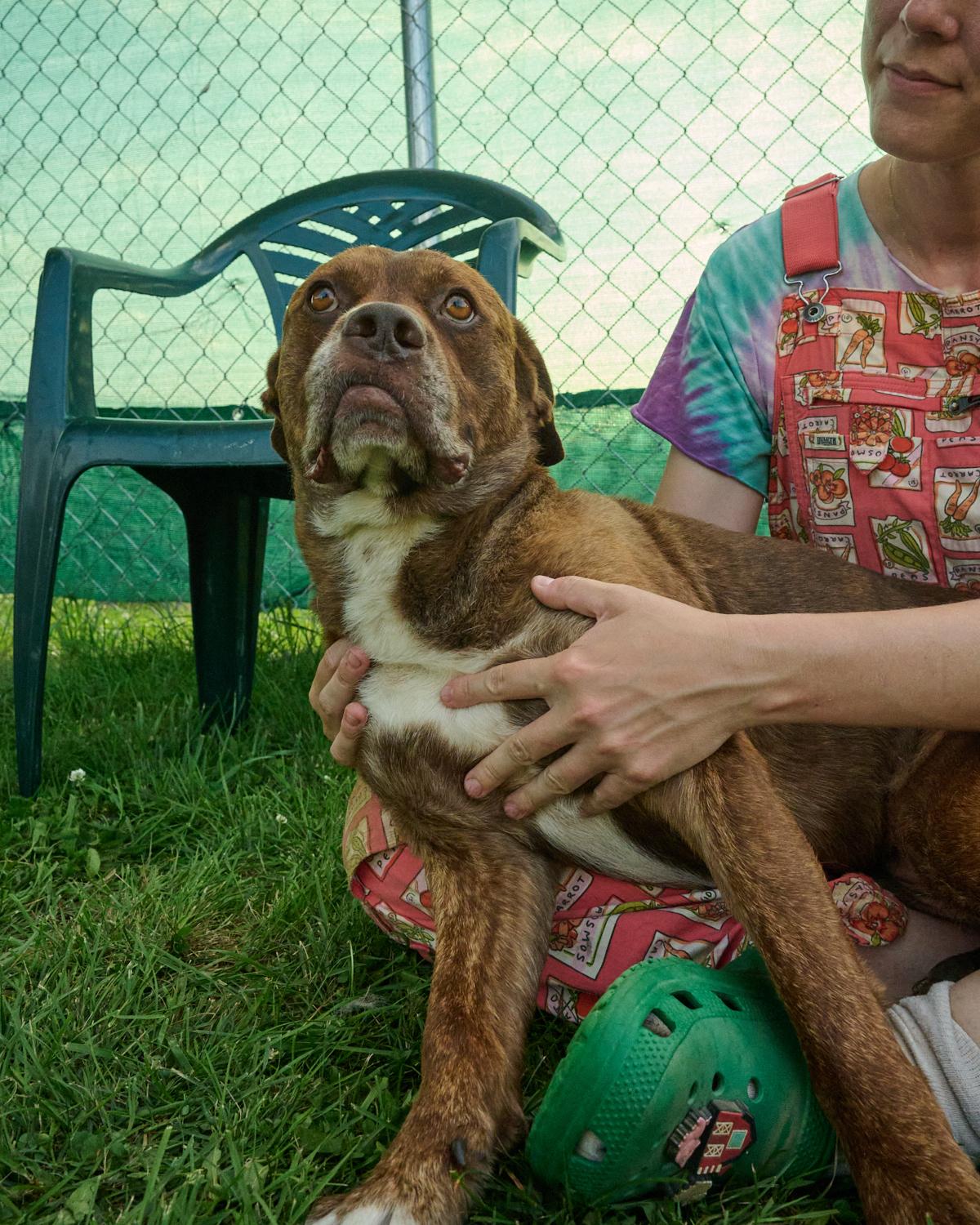 Jack, a ADOPTABLE mixed breed in Floyd, VA image 5/5