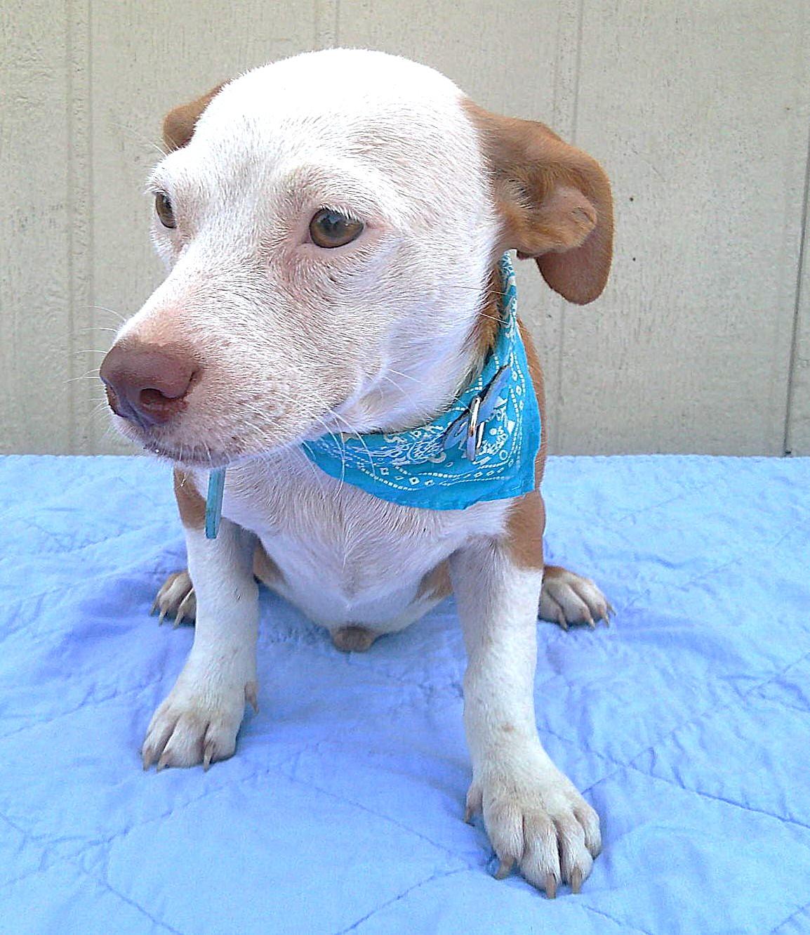 Enlarge MAJOR, a Adoptable mixed breed in San Antonio, TX image 2/3