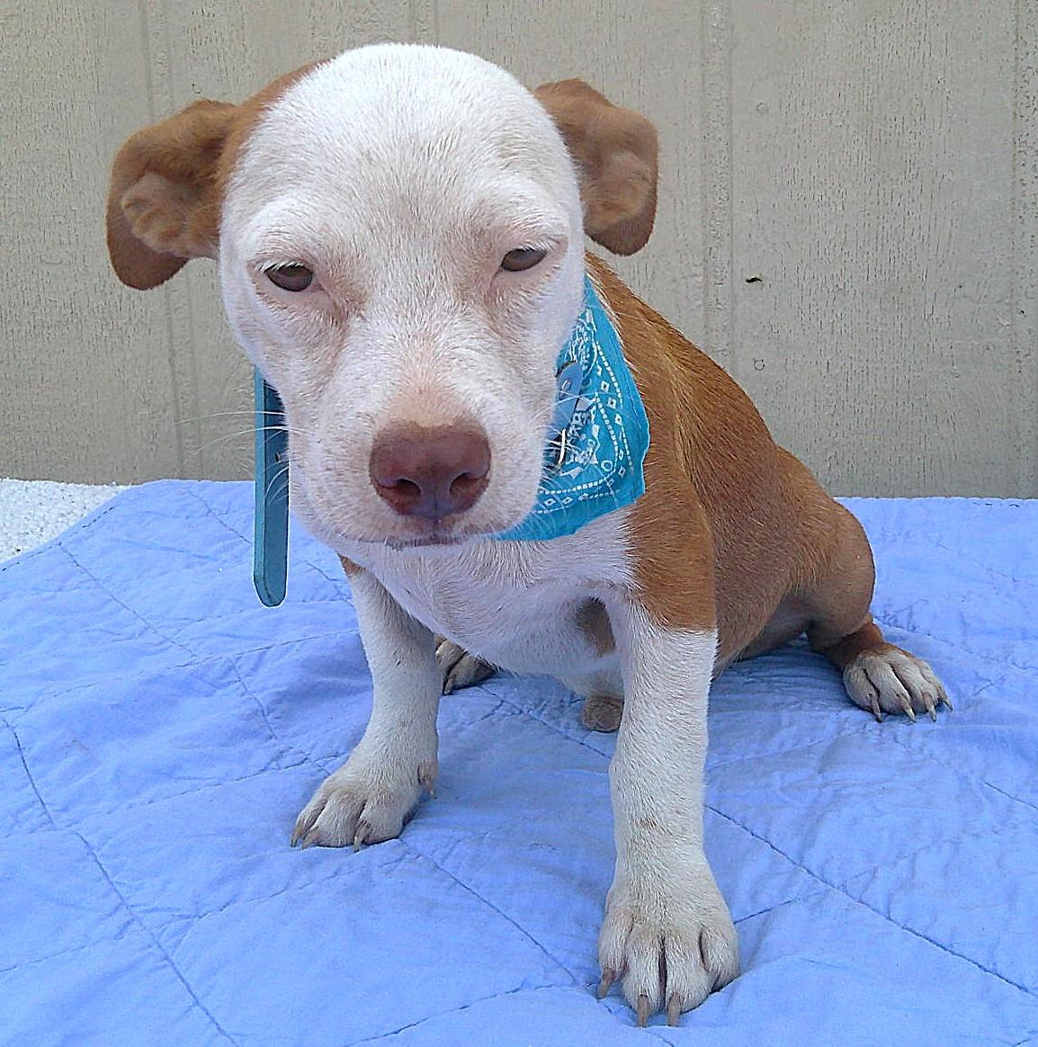 Enlarge MAJOR, a Adoptable mixed breed in San Antonio, TX image 3/3
