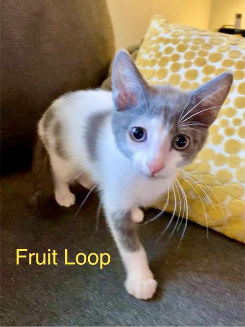 Fruit Loop, Willow Grove area, (FCID 05/29/25-155), Baby Female Domestic Short Hair