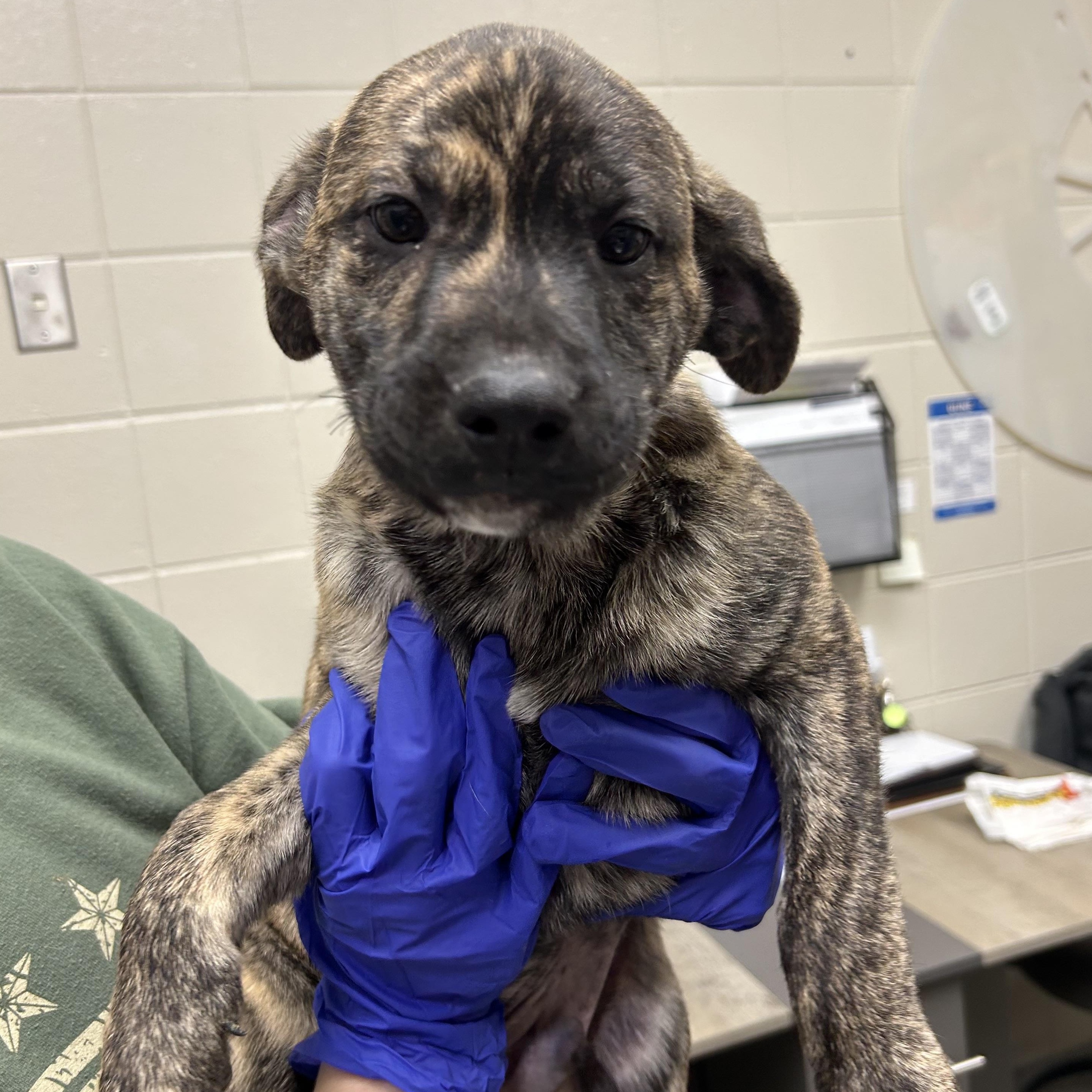 Enlarge Marv, an adopted mixed breed in Kearney, NE image 1/1