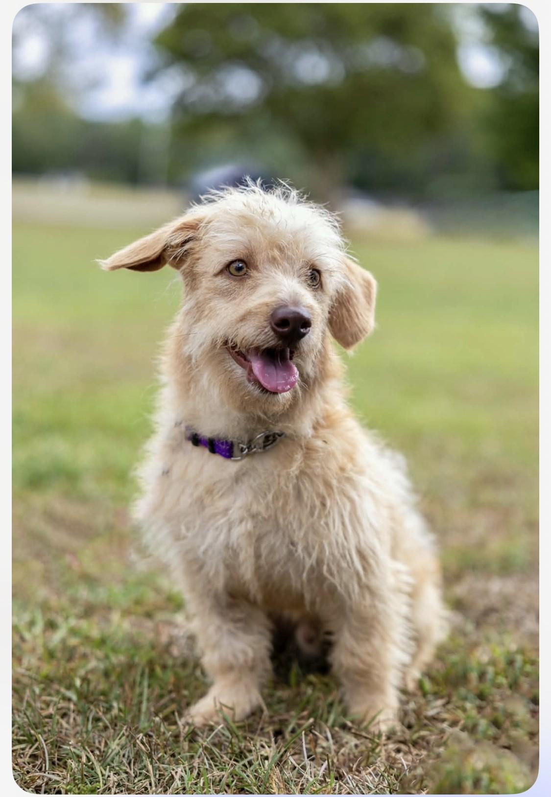 Enlarge Hitson, a Adoptable mixed breed in Milner, GA image 4/5