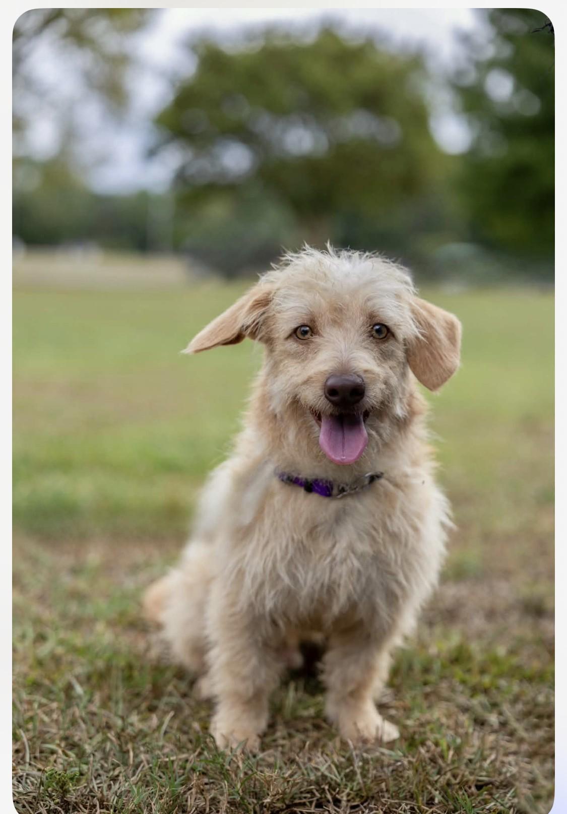 Enlarge Hitson, a Adoptable mixed breed in Milner, GA image 3/5