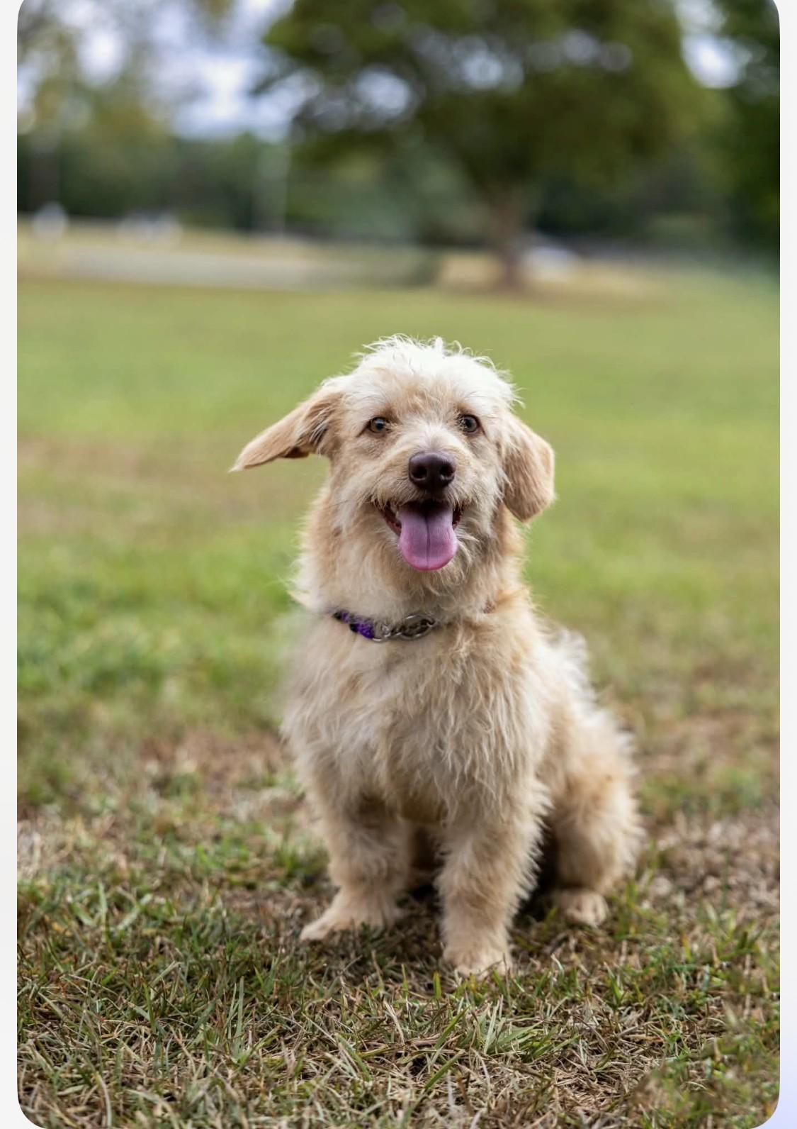 Hitson, Adoptable, Young Male Poodle (Toy) & Dachshund.
