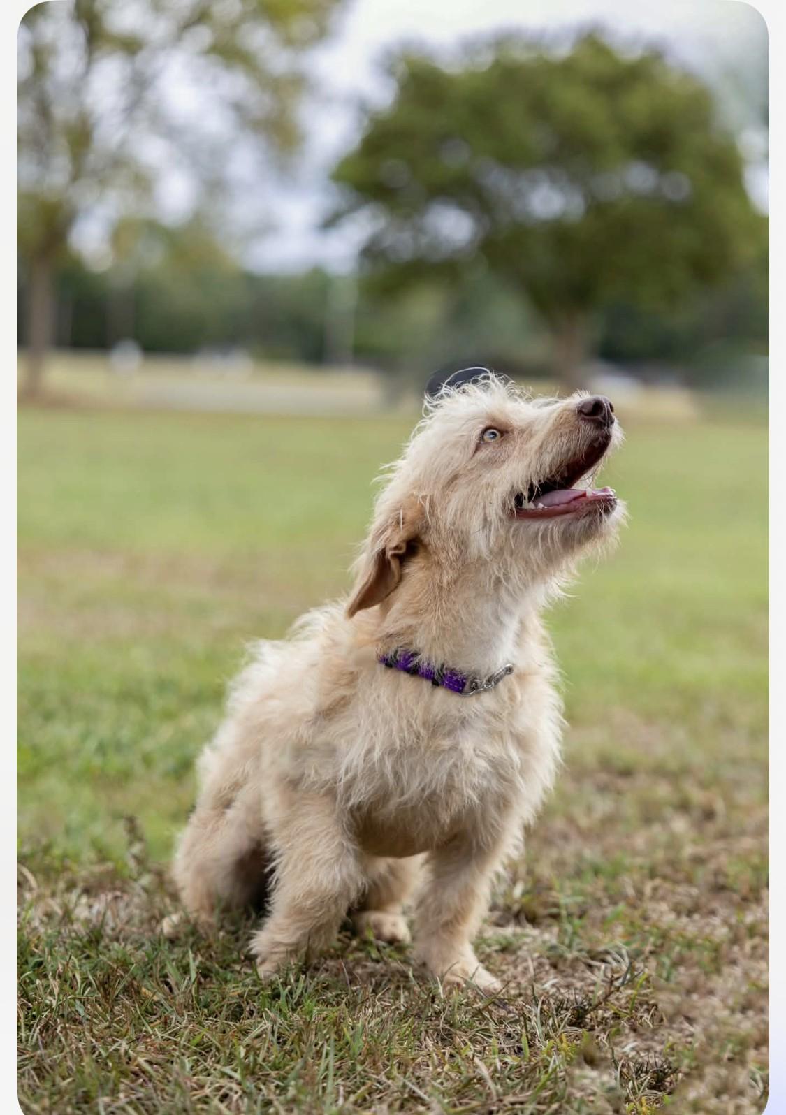 Enlarge Hitson, a Adoptable mixed breed in Milner, GA image 2/5
