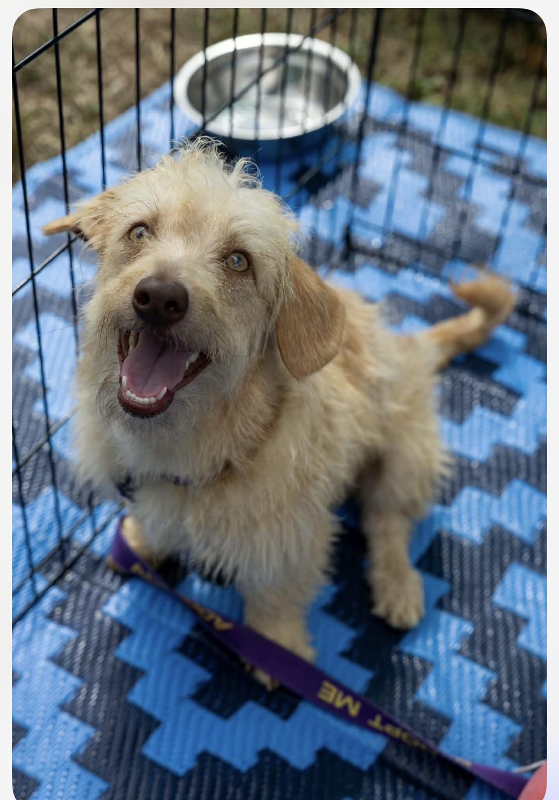 Enlarge Hitson, a Adoptable mixed breed in Milner, GA image 5/5