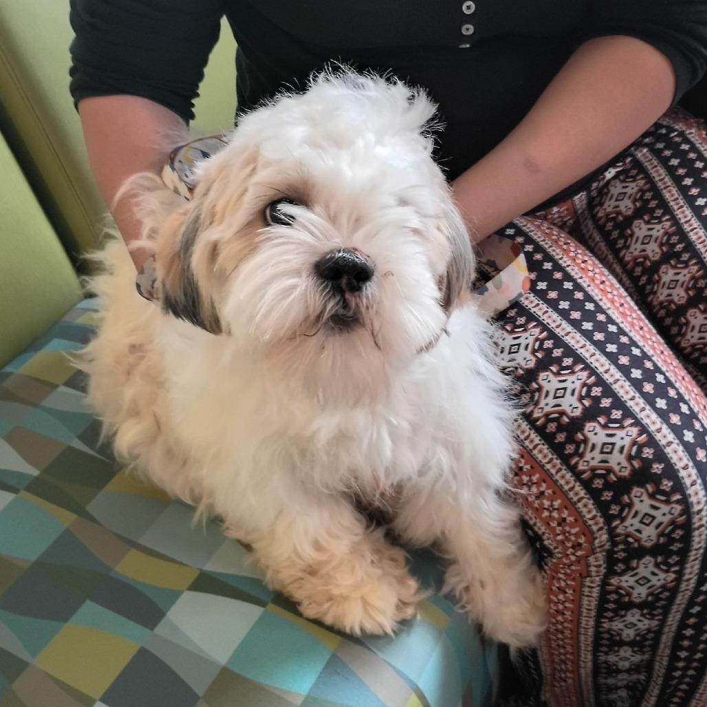 Sasha Fierce, Adoptable, Adult Female Shih Tzu.