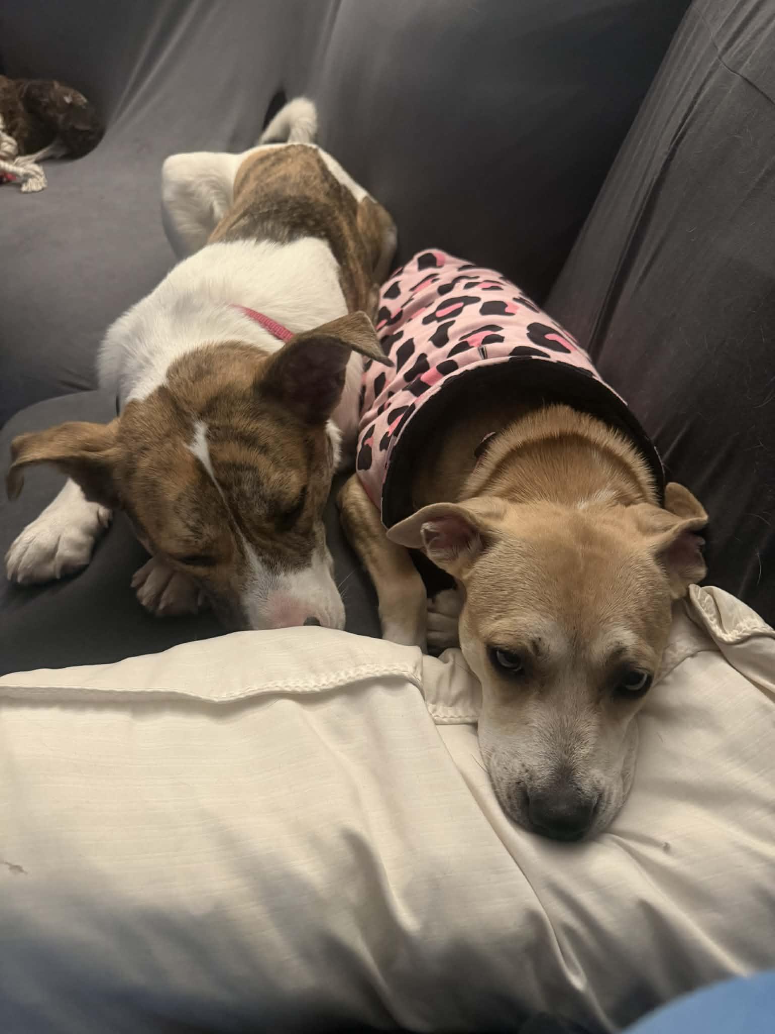 Enlarge Bria , a ADOPTABLE mixed breed in Succasunna, NJ image 3/5