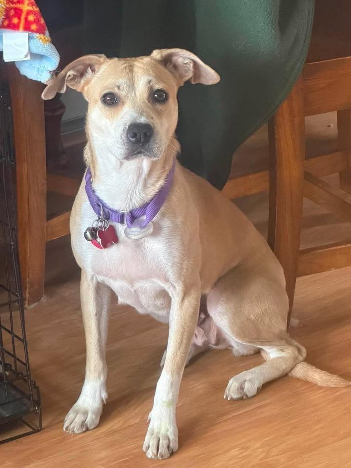 Enlarge Bria , a ADOPTABLE mixed breed in Succasunna, NJ image 1/5