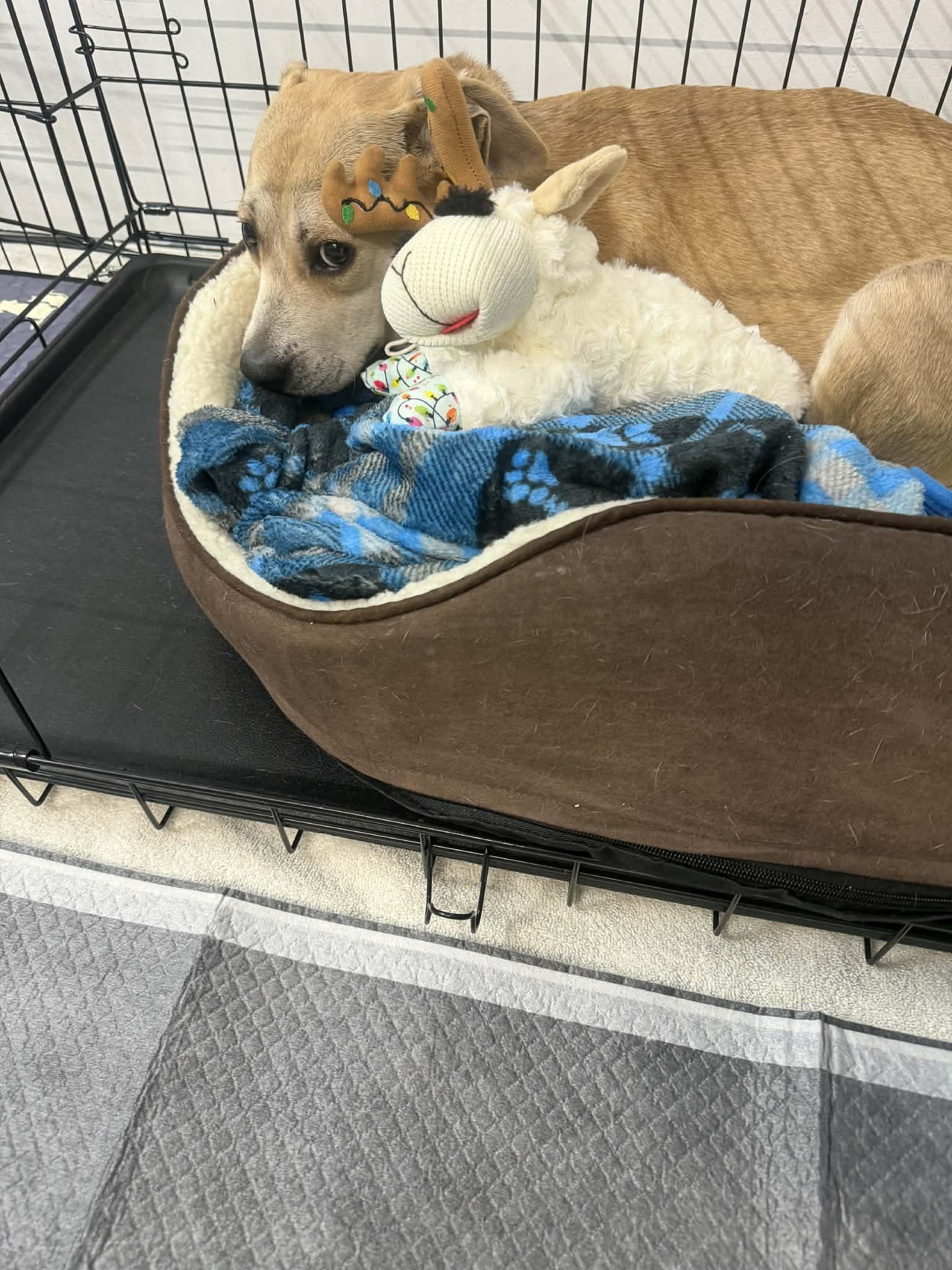 Enlarge Bria , a ADOPTABLE mixed breed in Succasunna, NJ image 5/5