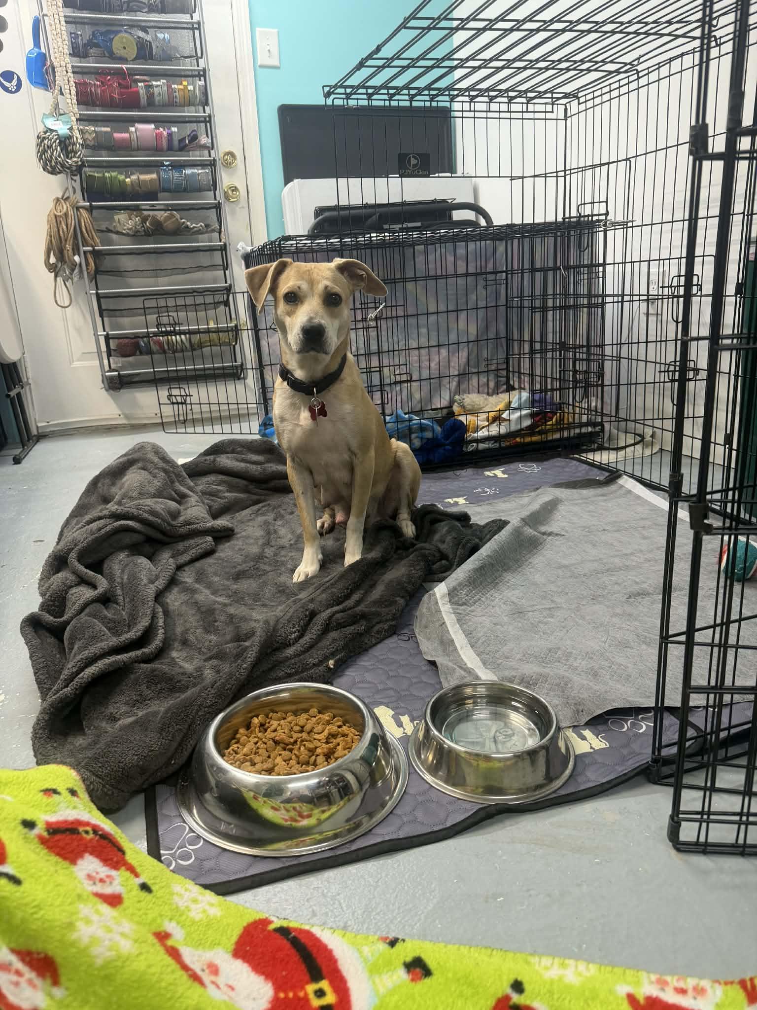 Enlarge Bria , a ADOPTABLE mixed breed in Succasunna, NJ image 4/5