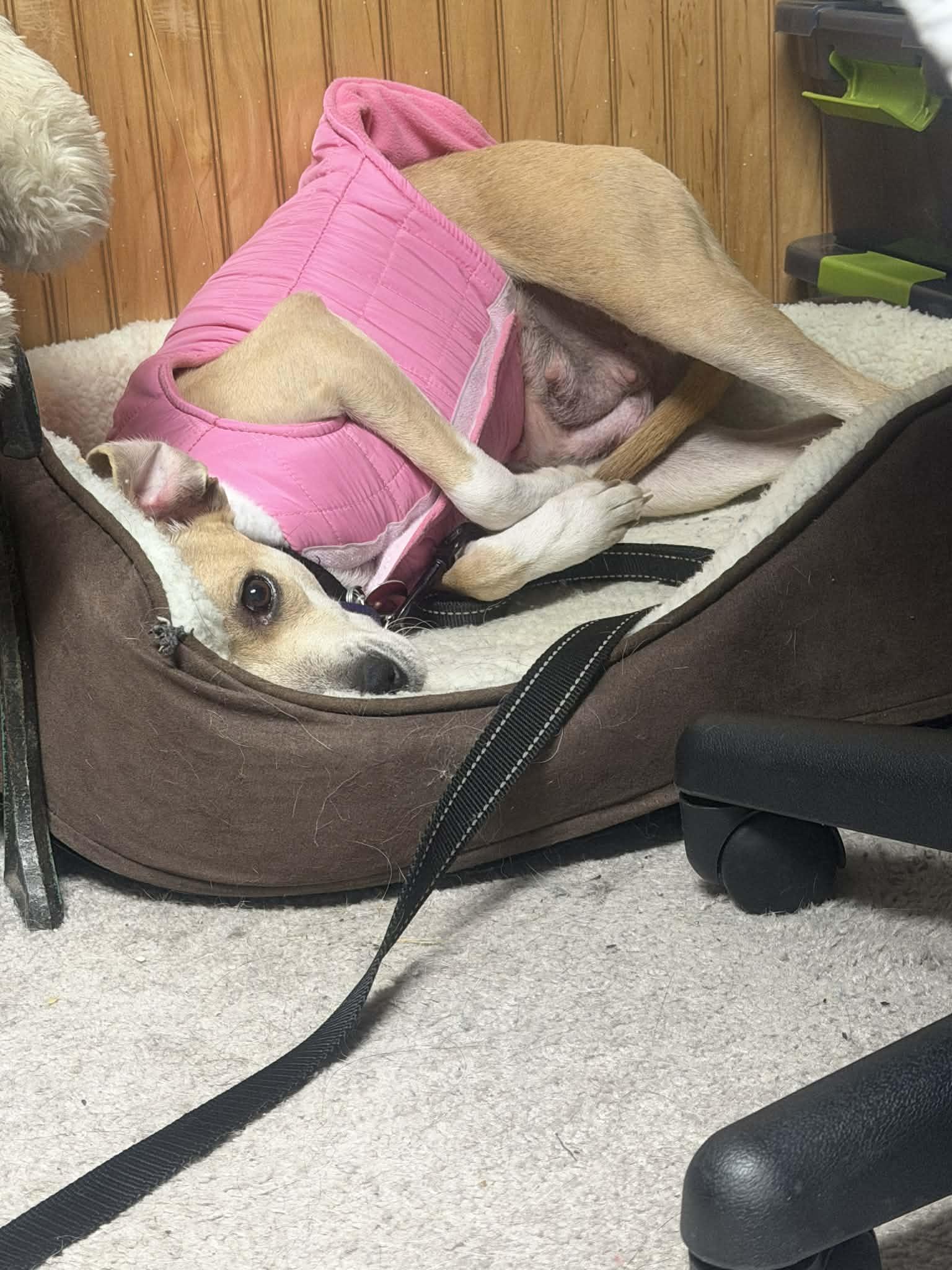 Enlarge Bria , a ADOPTABLE mixed breed in Succasunna, NJ image 1/5