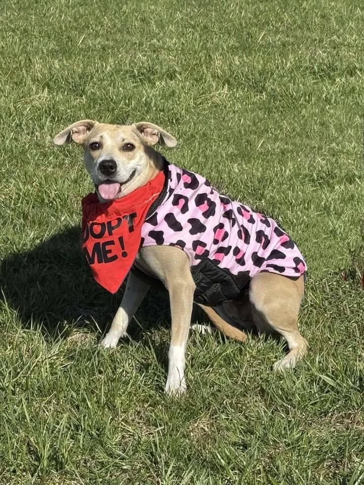 Enlarge Bria , a ADOPTABLE mixed breed in Succasunna, NJ image 5/5