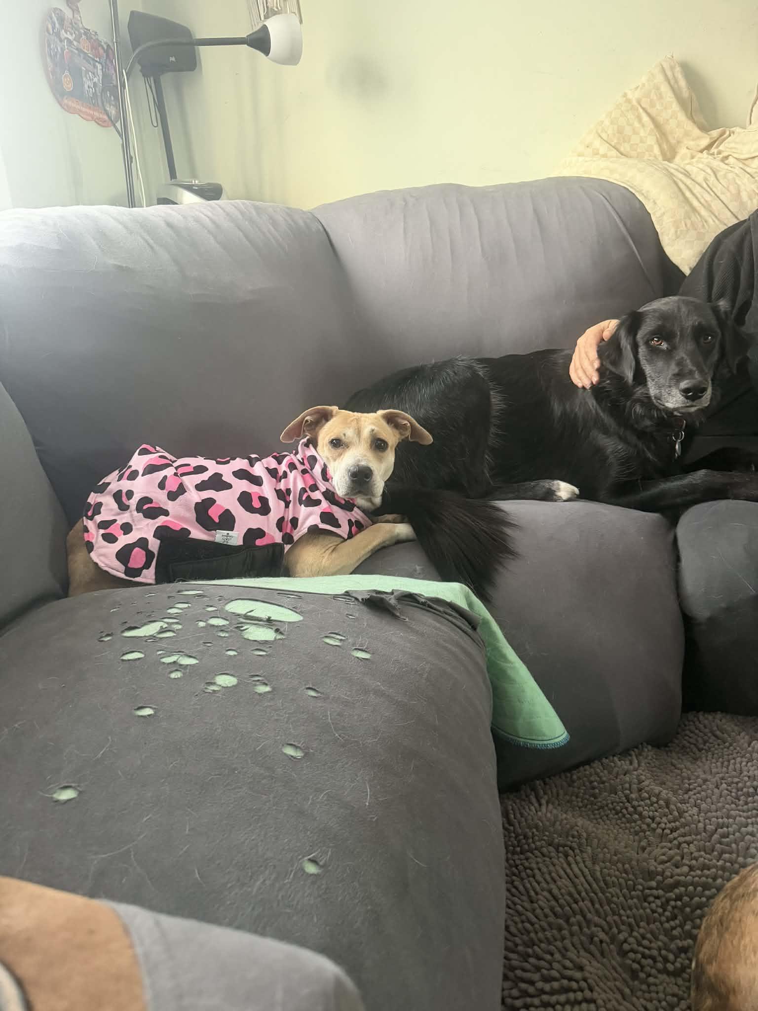 Enlarge Bria , a ADOPTABLE mixed breed in Succasunna, NJ image 2/5