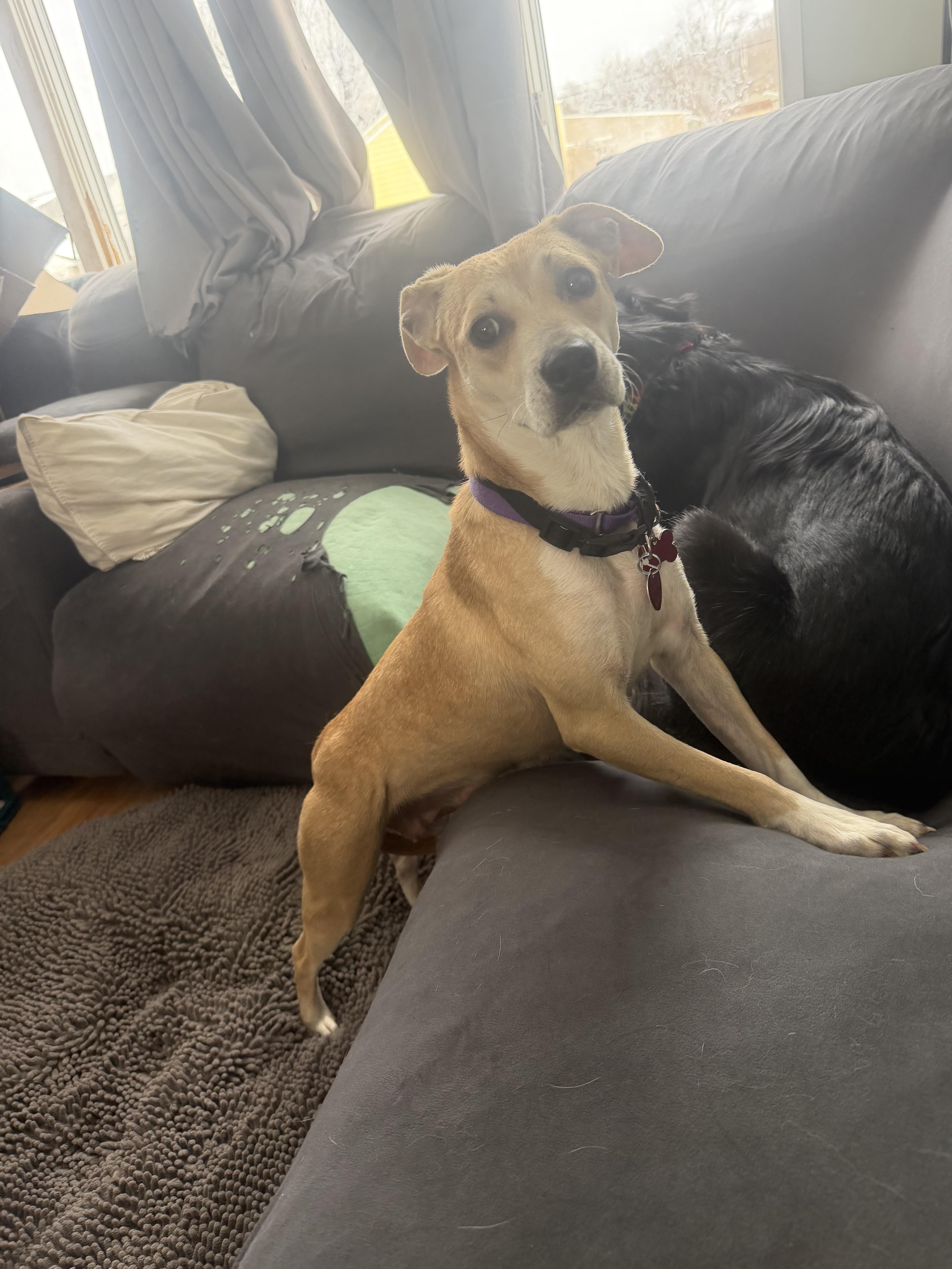 Enlarge Bria , a ADOPTABLE mixed breed in Succasunna, NJ image 6/6