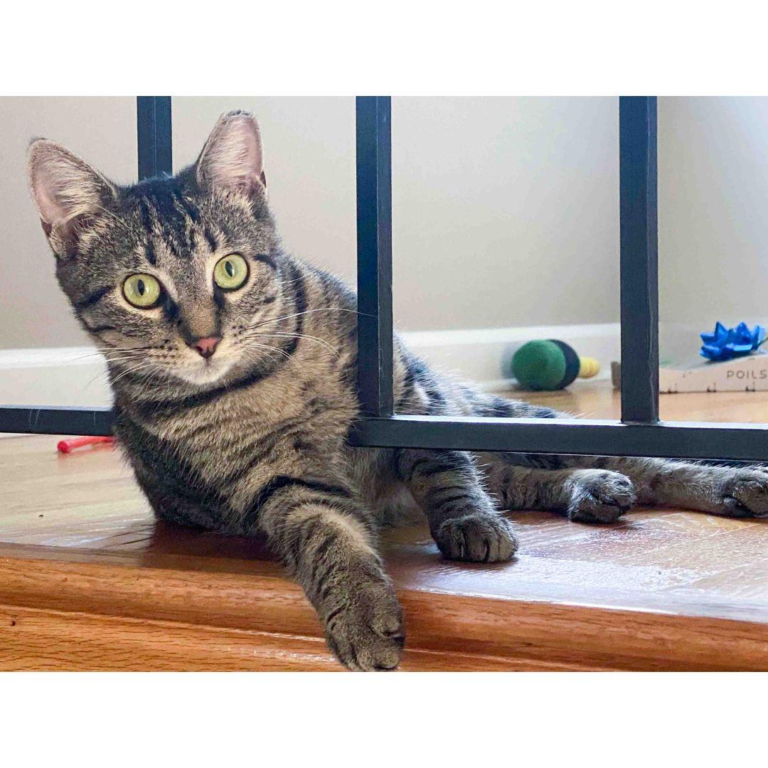 Holly, an adopted Domestic Short Hair in Stamford, CT image 2/5