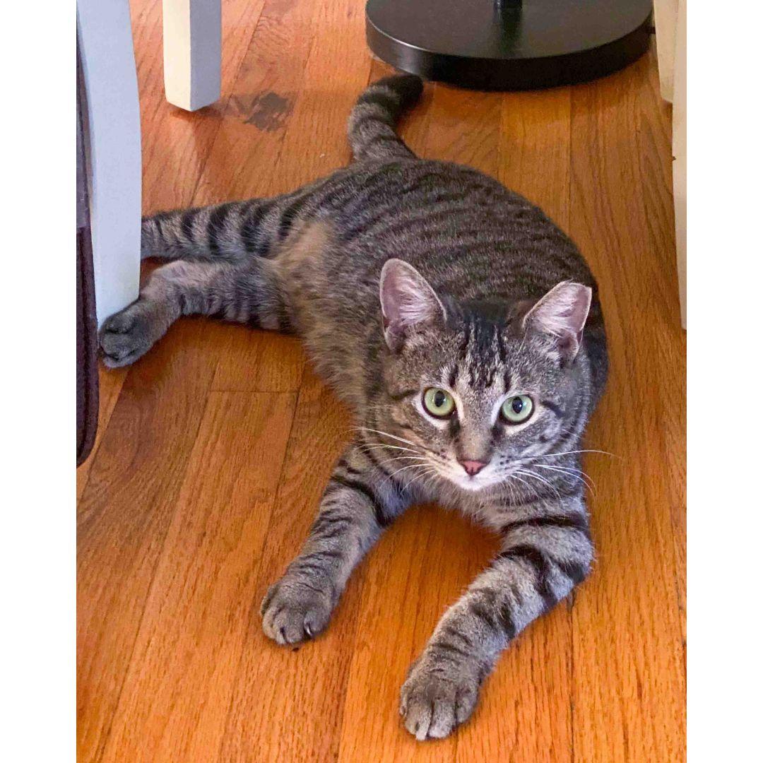 Holly, an adopted Domestic Short Hair in Stamford, CT image 3/5