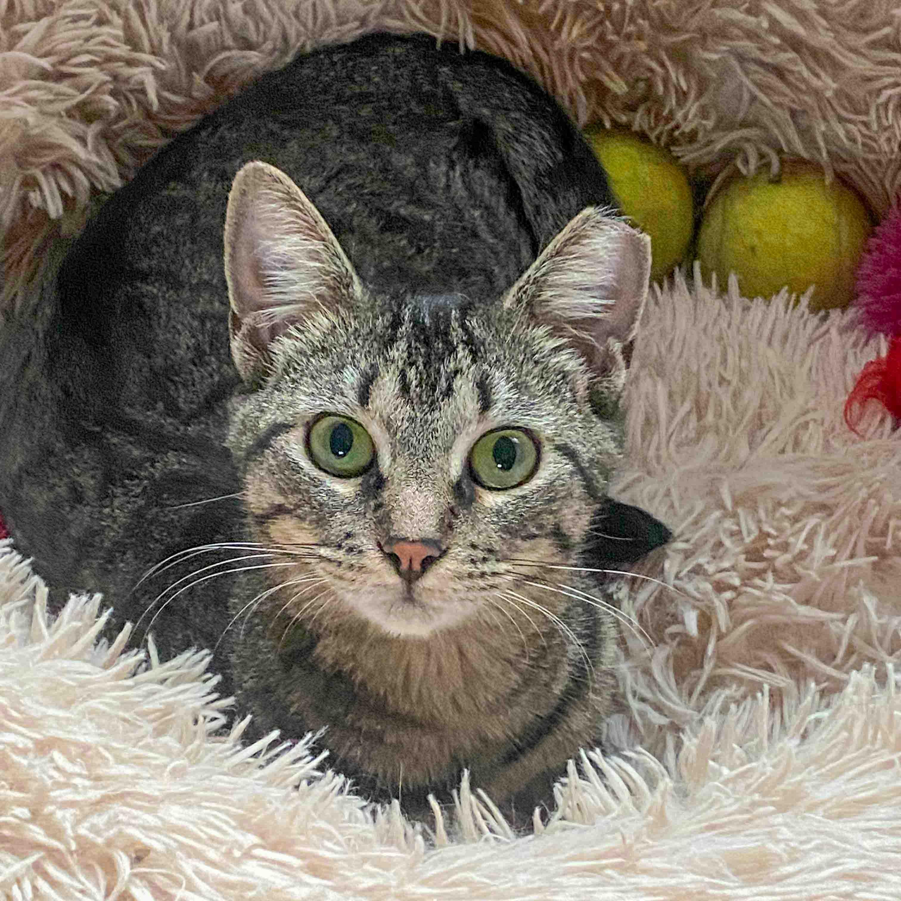 Holly, an adopted Domestic Short Hair in Stamford, CT image 1/5