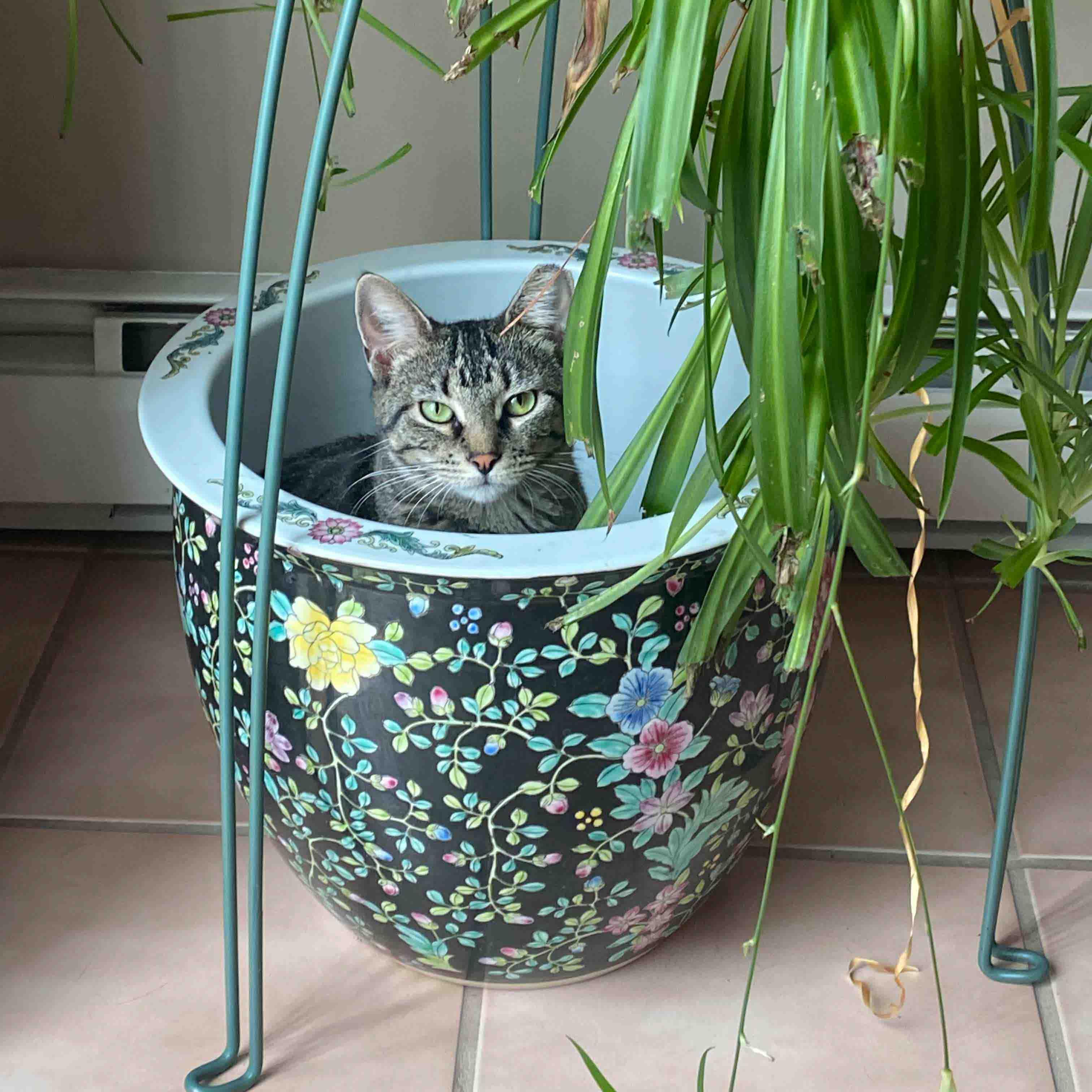 Holly, an adopted Domestic Short Hair in Stamford, CT image 4/5