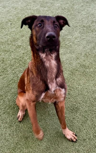 Cowboy Tex, Adoptable, Adult Male Belgian Shepherd / Malinois & Mixed Breed.