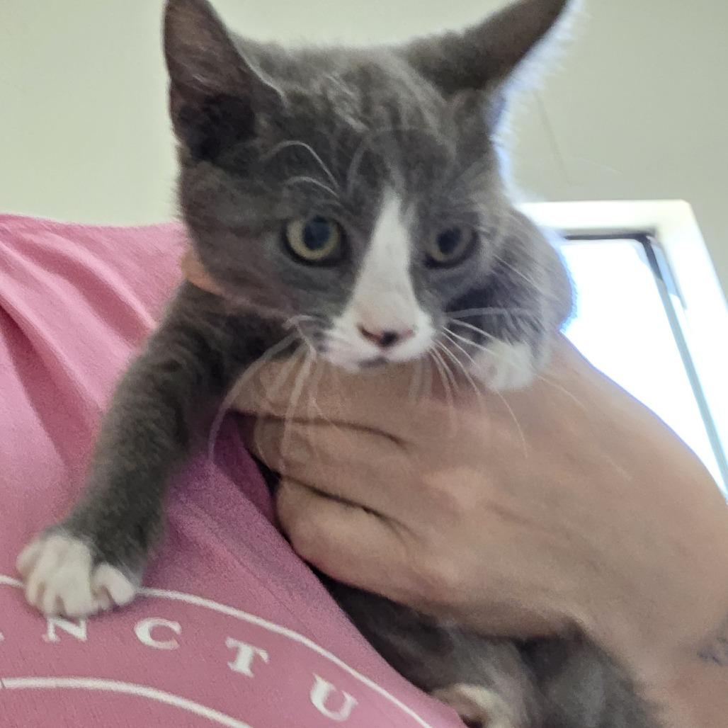 Bagel, Adoptable, Young Female Domestic Short Hair.