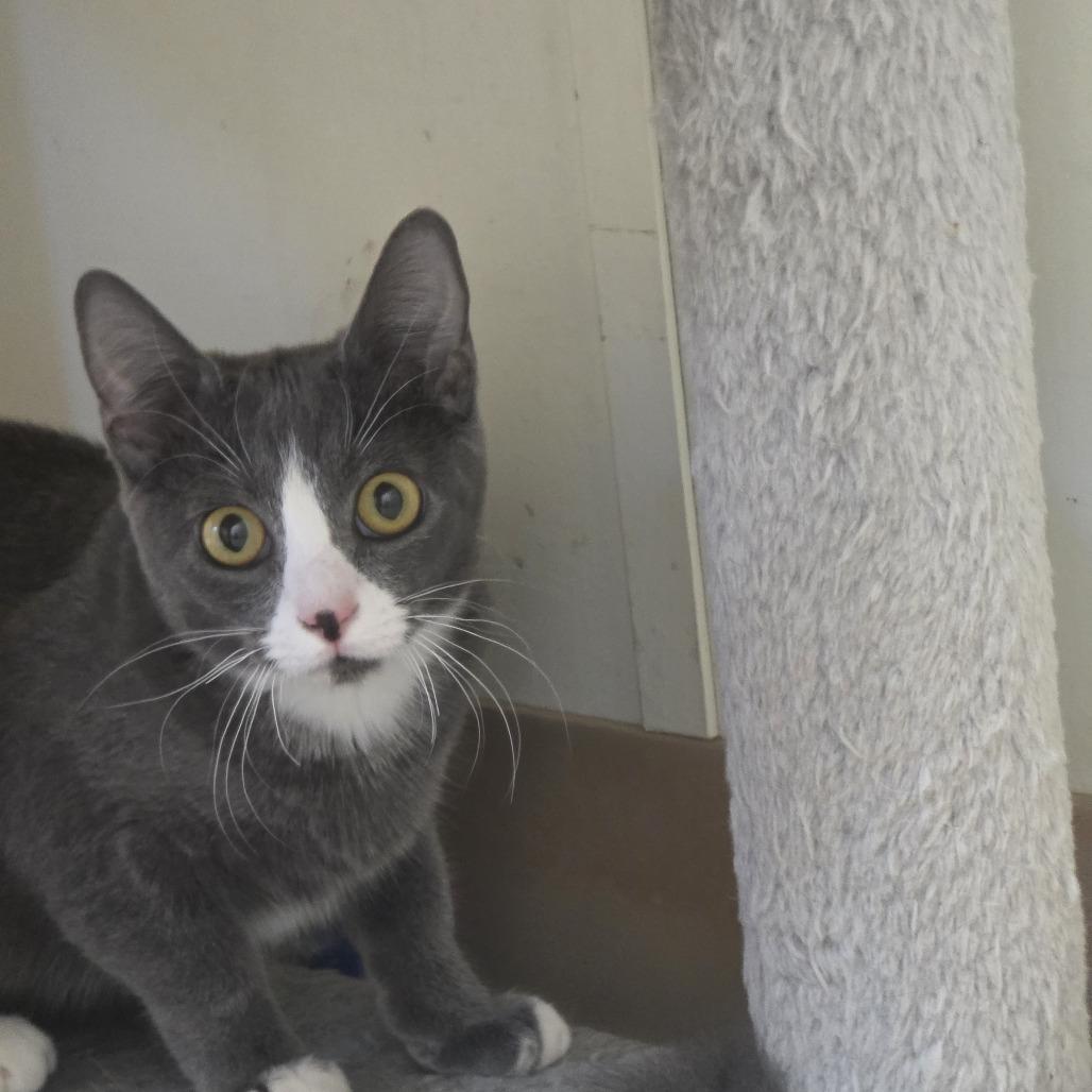 Enlarge Bagel, a Adoptable Domestic Short Hair in Midland, TX image 2/2