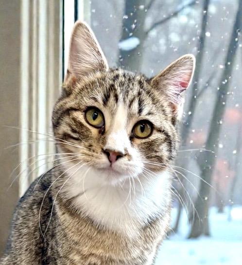 Enlarge Apollo, a ADOPTABLE Tabby in Perry, IA image 1/5