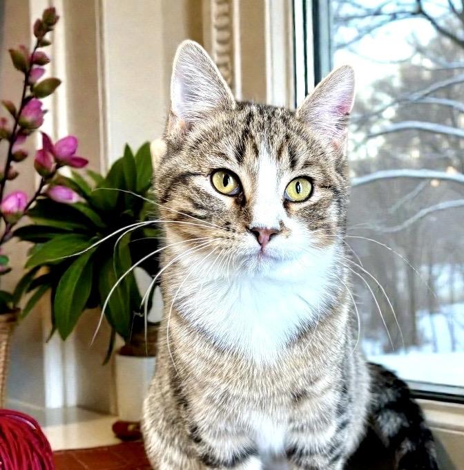 Enlarge Apollo, a ADOPTABLE Tabby in Perry, IA image 4/5