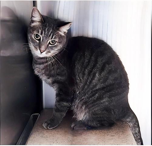 GULDA, Adoptable, Adult Female Domestic Short Hair.