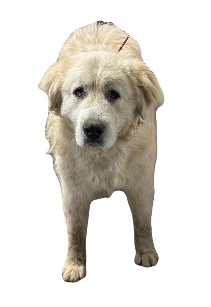Pooh, adoptable, Adult Male Great Pyrenees.