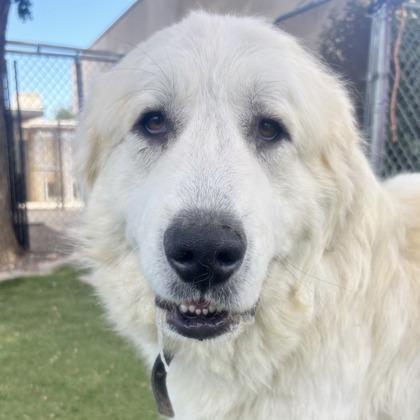 Enlarge Pooh, an adoptable mixed breed in Red Bluff, CA image 1/2
